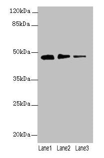 PRSS35 Antibody