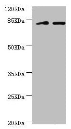 KIF2B Antibody