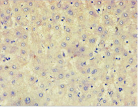 AFAP1 Antibody