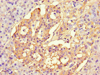 CISD2 Antibody