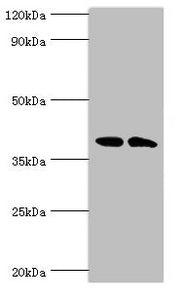 CSNK1A1L Antibody
