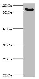 MCPH1 Antibody
