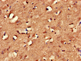 MYRIP Antibody