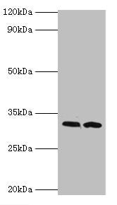 RDM1 Antibody