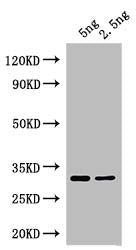 At5g63020 Antibody