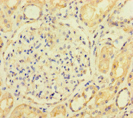 ACTL9 Antibody