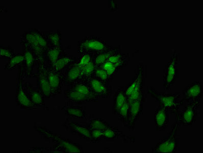 NEK7 Antibody