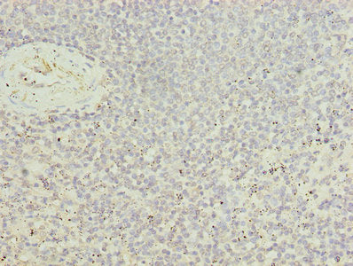 UBASH3B Antibody