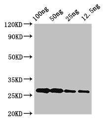 albA Antibody