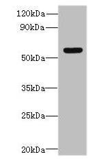SLC35F5 Antibody