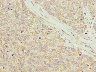 PPDPFL Antibody