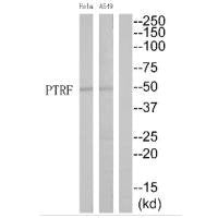 PTRF Antibody