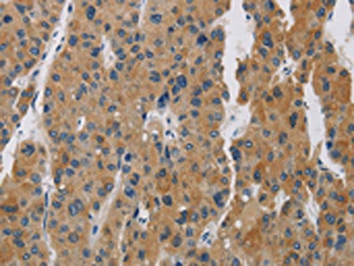 BCL2L12 Antibody