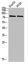 RPS6KA2 Antibody