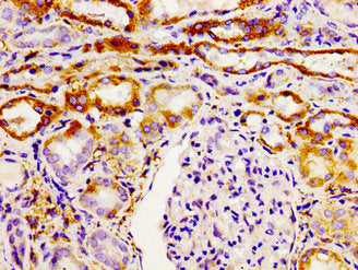 GHSR Antibody