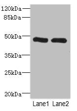 HGD Antibody