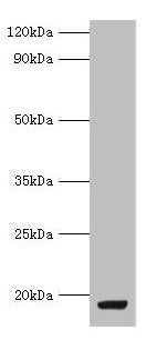 MYDGF Antibody