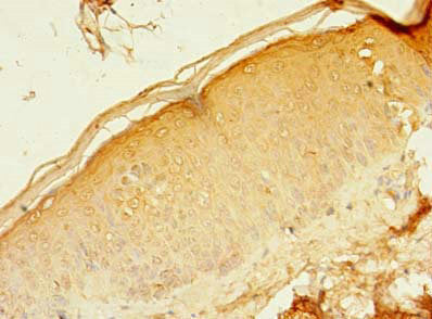 RAB37 Antibody
