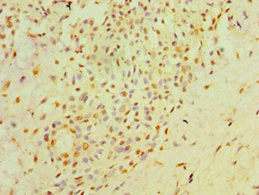 NXNL1 Antibody