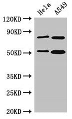 SNX27 Antibody