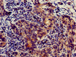 SLC4A9 Antibody