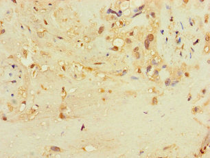 TSPAN32 Antibody