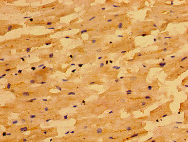 NIN Antibody