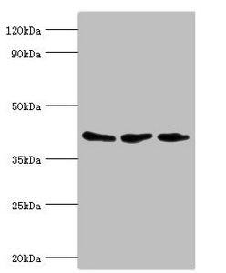 ARFGAP1 Antibody