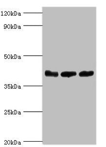 ARFGAP1 Antibody