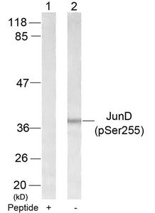 Phospho-JUND (Ser255) Antibody