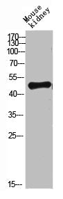 LAMP3 Antibody