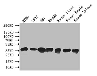 SLC10A2 Antibody