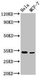 NFKBID Antibody