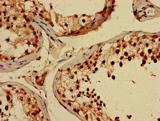 CREB3L4 Antibody