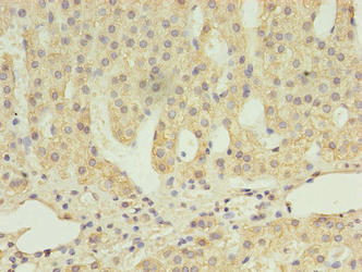 SCARB1 Antibody