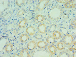 BCL7C Antibody