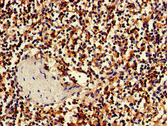 BBX Antibody