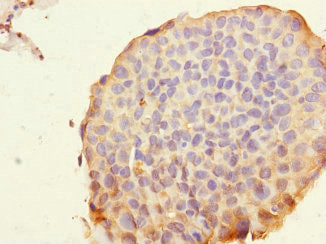ROBO4 Antibody