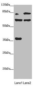 MTO1 Antibody
