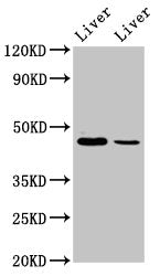 DDB2 Antibody
