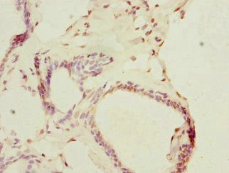 THRSP Antibody