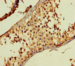 DIRC1 Antibody