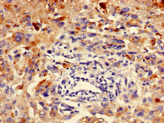 ELMO3 Antibody