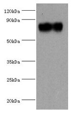SYTL4 Antibody