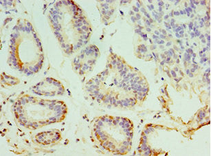 SYTL4 Antibody