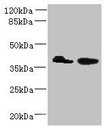 L3HYPDH Antibody