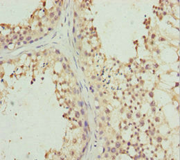 PIWIL1 Antibody