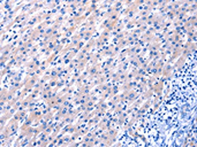 EGF Antibody