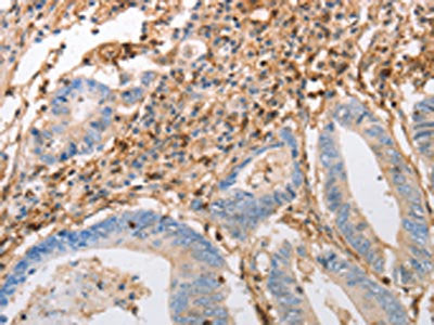 INA Antibody