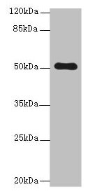 STPG2 Antibody